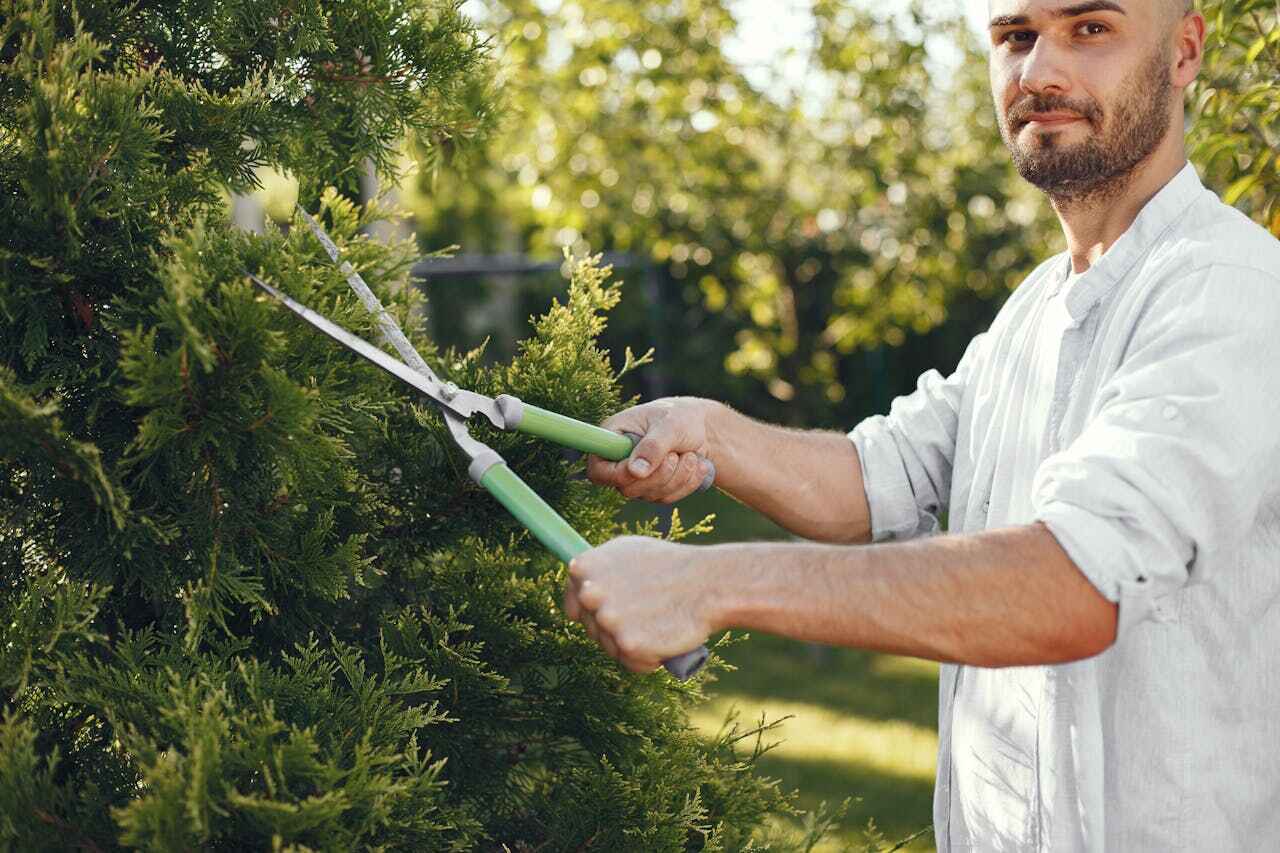 Best Best Tree Removal Services  in USA